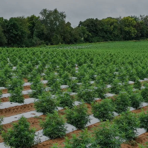 Wat is het verschil tussen volledig afbreekbare landbouwmulch en technische mulch?